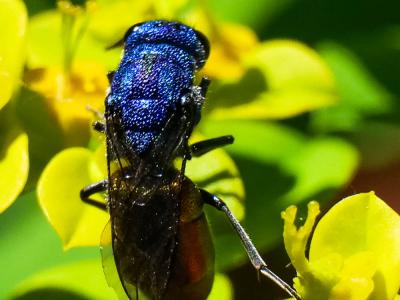  Chrysura refulgens
