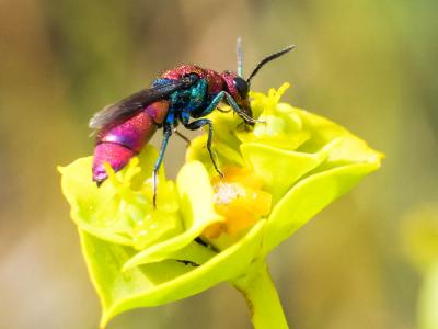  Chrysura cuprea (Rossi, 1790)