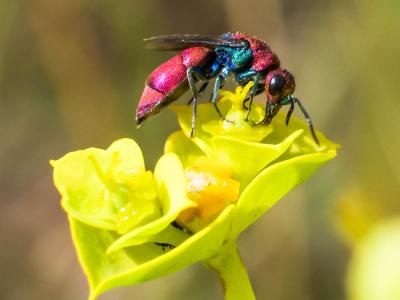  Chrysura cuprea (Rossi, 1790)