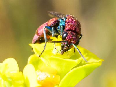  Chrysura cuprea (Rossi, 1790)