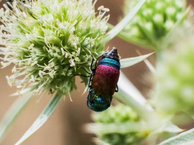 Guêpe-coucou Chrysididae Latreille, 1802
