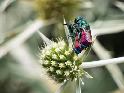 Guêpe-coucou Chrysididae Latreille, 1802