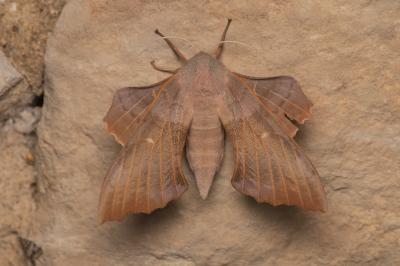 Sphinx du Peuplier (Le) Laothoe populi (Linnaeus, 1758)
