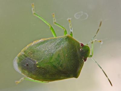  Acrosternum millierei (Mulsant & Rey, 1866)
