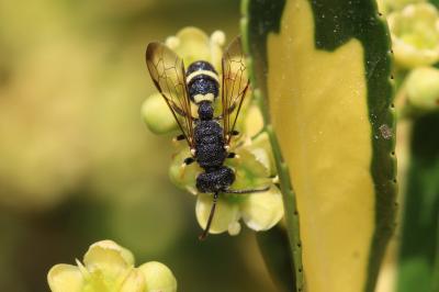  Cerceris bupresticida Dufour, 1841