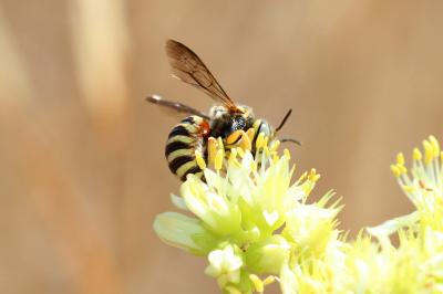  Icteranthidium grohmanni (Spinola, 1838)