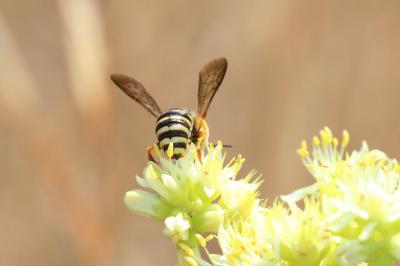  Icteranthidium grohmanni (Spinola, 1838)