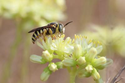  Icteranthidium grohmanni (Spinola, 1838)