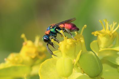  Pseudochrysis uniformis