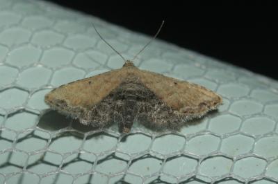 Nigériane (La) Araeopteron ecphaea (Hampson, 1914)