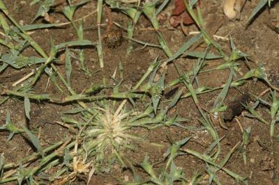 Crypside piquant, Crypsis en forme d'aiguillon Crypsis aculeata (L.) Aiton, 1789