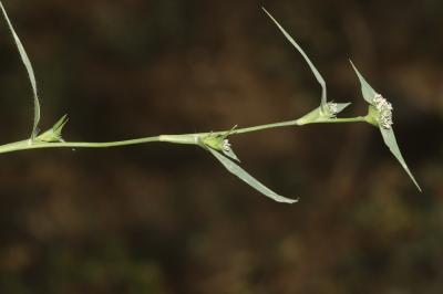 Crypside piquant, Crypsis en forme d'aiguillon Crypsis aculeata (L.) Aiton, 1789