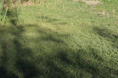 Crypside piquant, Crypsis en forme d'aiguillon Crypsis aculeata (L.) Aiton, 1789