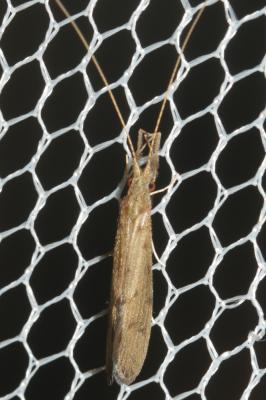  Oecetis notata (Rambur, 1842)