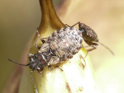  Nithecus jacobaeae (Schilling, 1829)