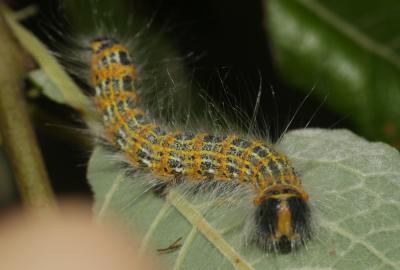 Bucéphale (La), Lunule (La) Phalera bucephala (Linnaeus, 1758)