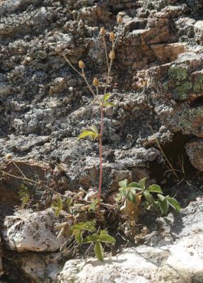 Potentille des rochers Drymocallis rupestris (L.) Soják, 1989