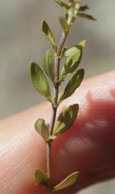 Thym luisant Thymus nitens Lamotte, 1881