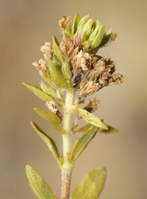 Thym luisant Thymus nitens Lamotte, 1881