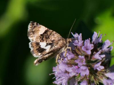 Noctuelle en deuil (La) Tyta luctuosa (Denis & Schiffermüller, 1775)