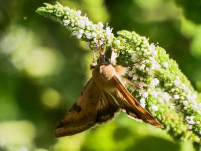 Noctuelle peltigère (La) Heliothis peltigera (Denis & Schiffermüller, 1775)