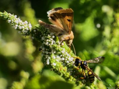 Noctuelle peltigère (La) Heliothis peltigera (Denis & Schiffermüller, 1775)