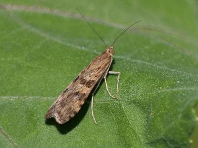  Nomophila noctuella (Denis & Schiffermüller, 1775)