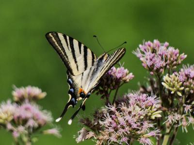 Flambé (Le) Iphiclides podalirius (Linnaeus, 1758)
