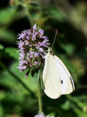 Piéride de la Rave (La), Petit Blanc du Chou (Le), Pieris rapae (Linnaeus, 1758)