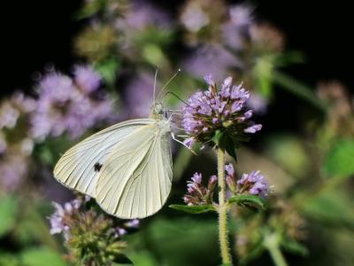 Piéride de la Rave (La), Petit Blanc du Chou (Le), Pieris rapae (Linnaeus, 1758)