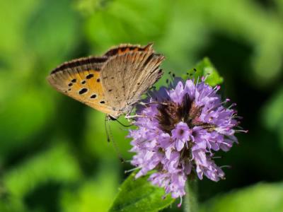 Cuivré commun (Le), Argus bronzé (L'), Bronzé (Le) Lycaena phlaeas (Linnaeus, 1760)