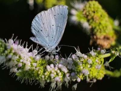 Azuré des Nerpruns (L'), Argus à bande noire (L'), Celastrina argiolus (Linnaeus, 1758)