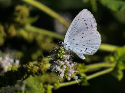 Azuré des Nerpruns (L'), Argus à bande noire (L'), Celastrina argiolus (Linnaeus, 1758)