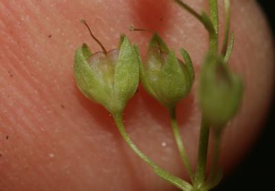 Mouron aquatique, Mouron d'eau Veronica anagallis-aquatica L., 1753