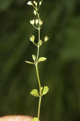 Mouron aquatique, Mouron d'eau Veronica anagallis-aquatica L., 1753