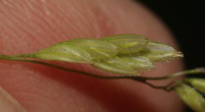 Léersie faux Riz Leersia oryzoides (L.) Sw., 1788