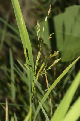 Léersie faux Riz Leersia oryzoides (L.) Sw., 1788