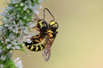  Cerceris arenaria (Linnaeus, 1758)