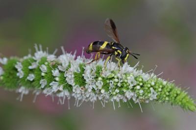  Chrysotoxum bicinctum (Linnaeus, 1758)
