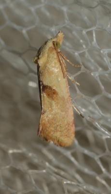  Cochylis roseana (Haworth, 1811)