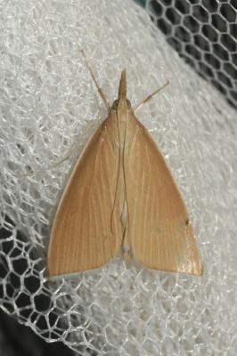  Sclerocona acutella (Eversmann, 1842)