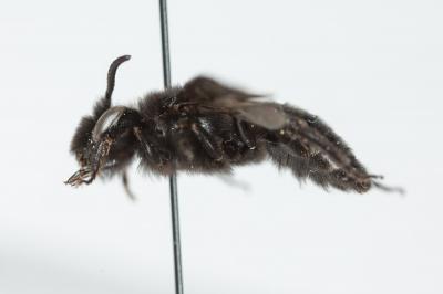  Andrena albopunctata (Rossi, 1792)