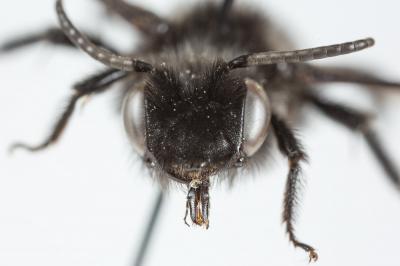  Andrena albopunctata (Rossi, 1792)