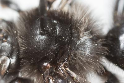  Andrena albopunctata (Rossi, 1792)