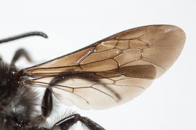  Andrena albopunctata (Rossi, 1792)