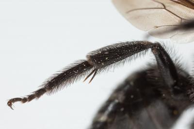  Andrena albopunctata (Rossi, 1792)