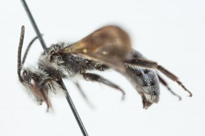  Andrena agilissima (Scopoli, 1770)