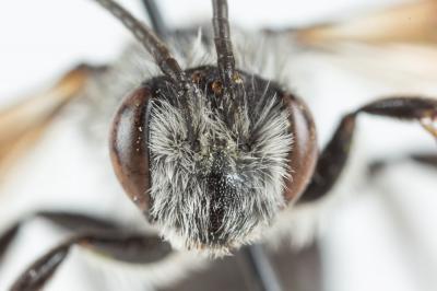  Andrena agilissima (Scopoli, 1770)
