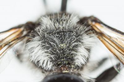  Andrena agilissima (Scopoli, 1770)