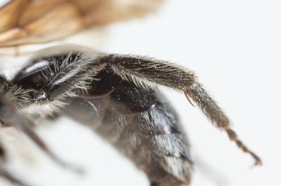  Andrena agilissima (Scopoli, 1770)